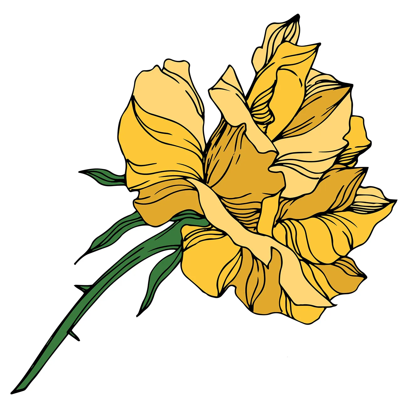 yellow rose drawing