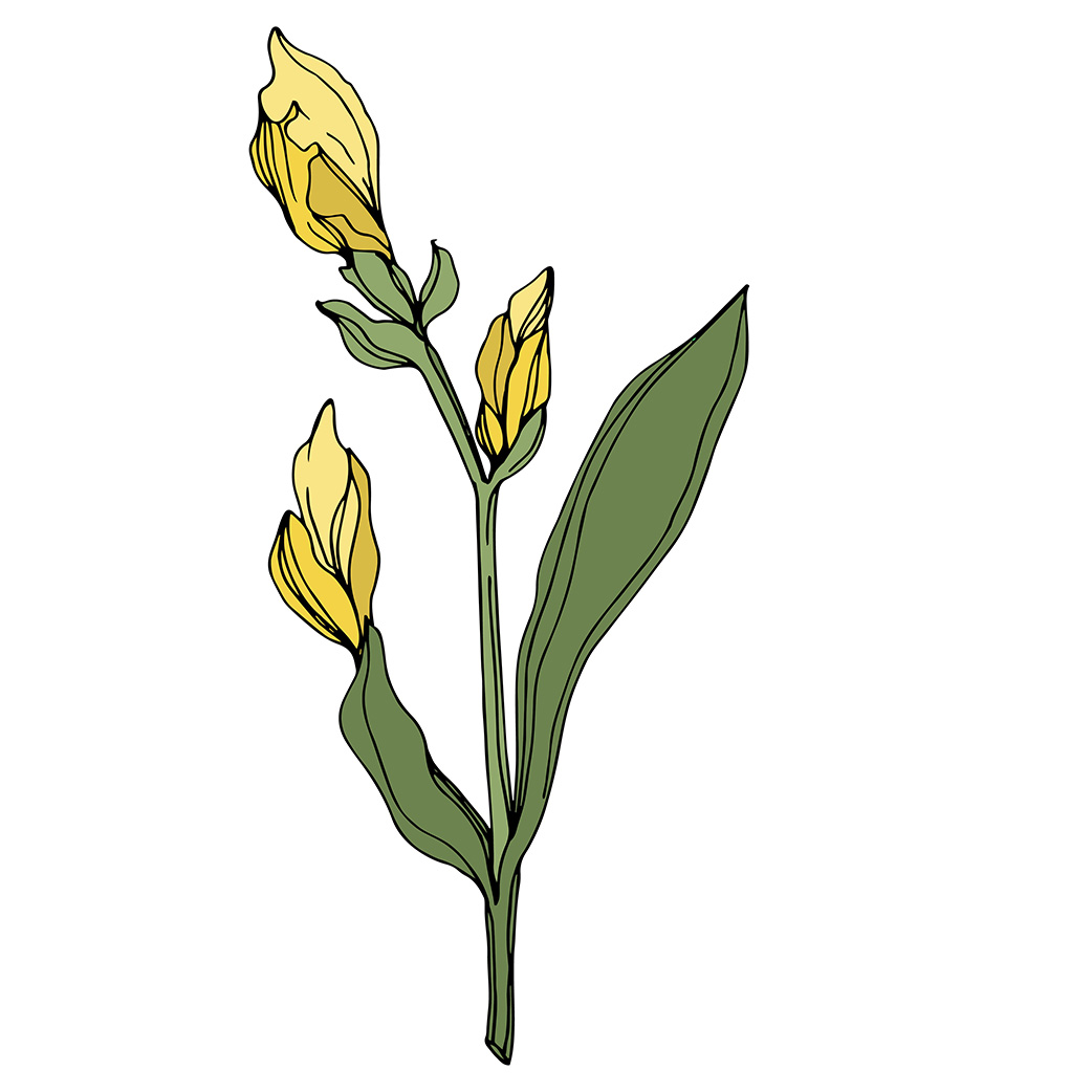 drawn yellow iris